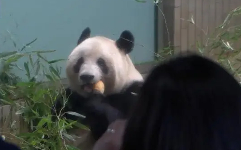 Japan-born Giant Panda Xiang Xiang back to China